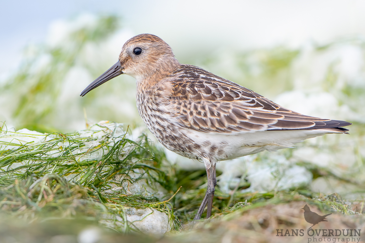 Dunlin - the Whole Bird 