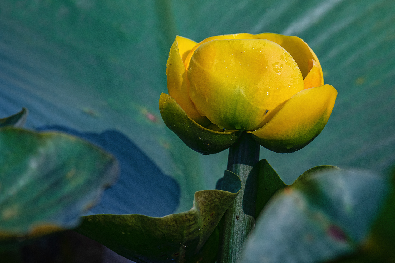 Water Lilly