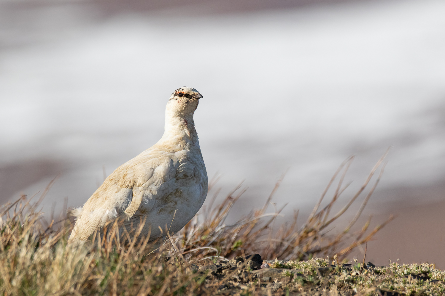 Rock Ptarmigan