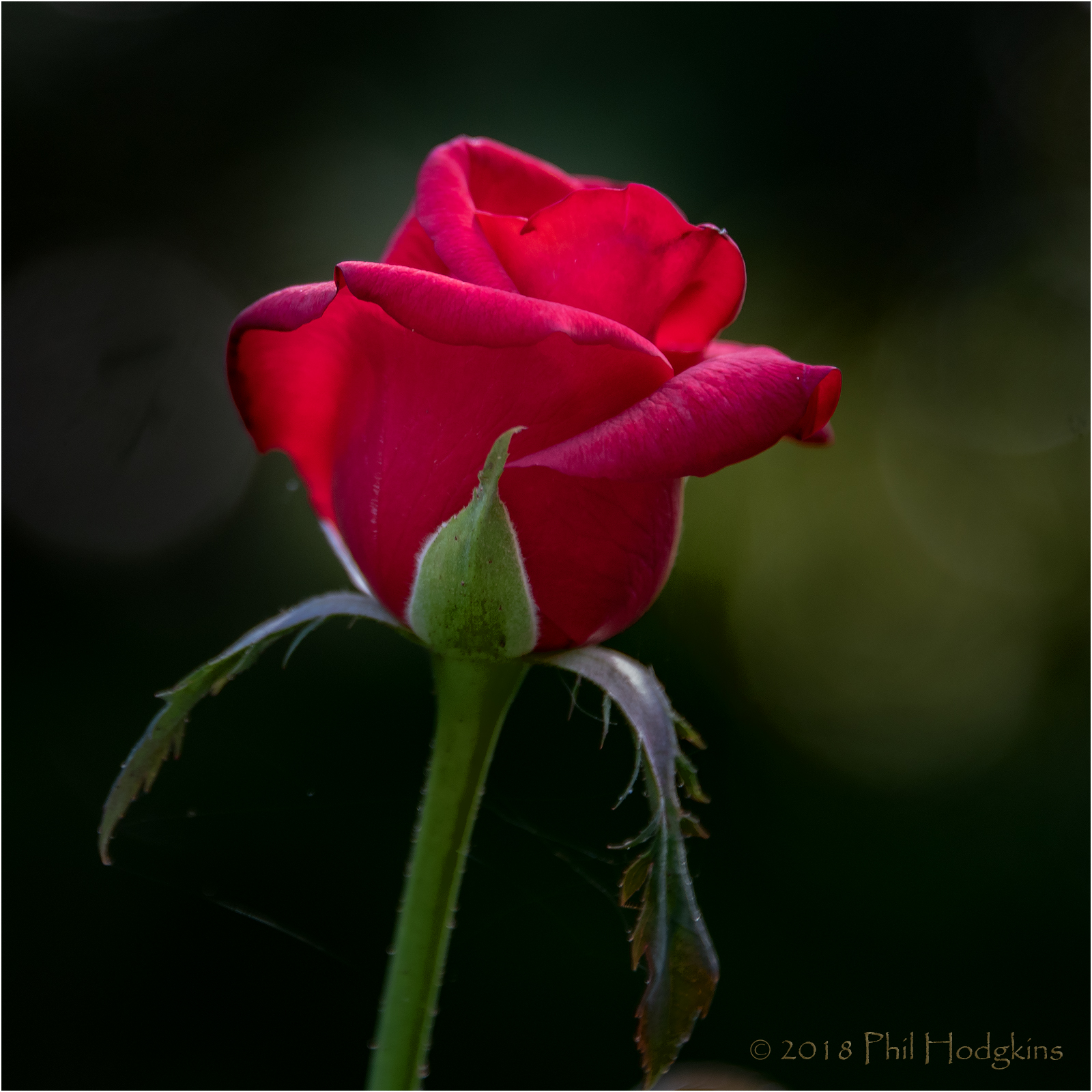 Red Tea Rose