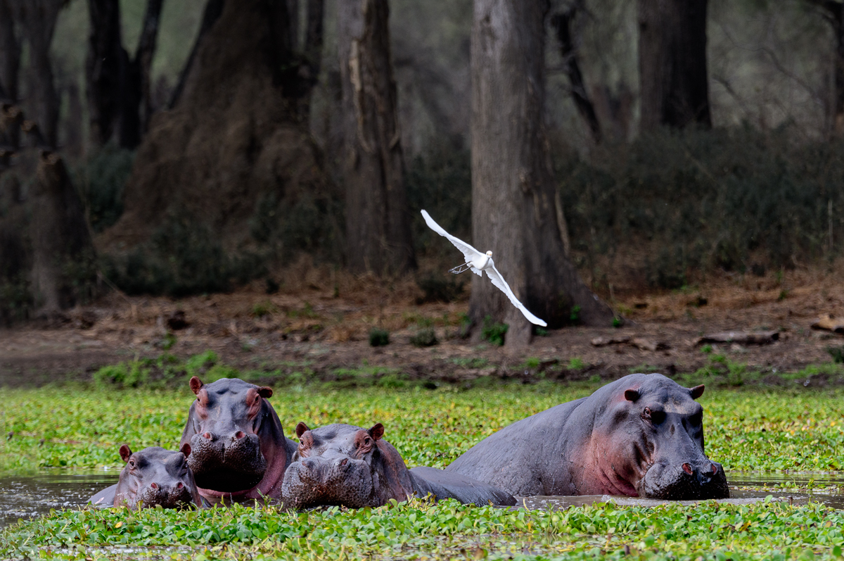 Hippo Quartet