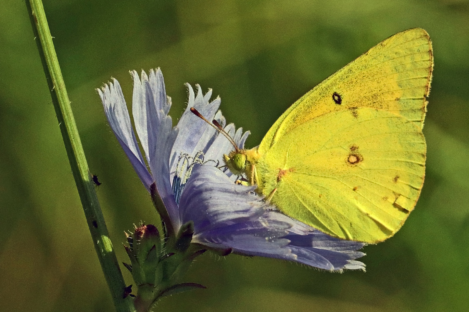 Sulphur on Chicory