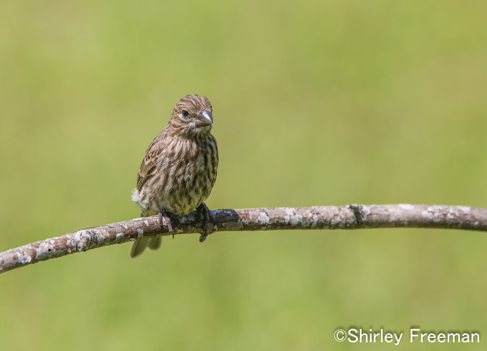 Female Finch
