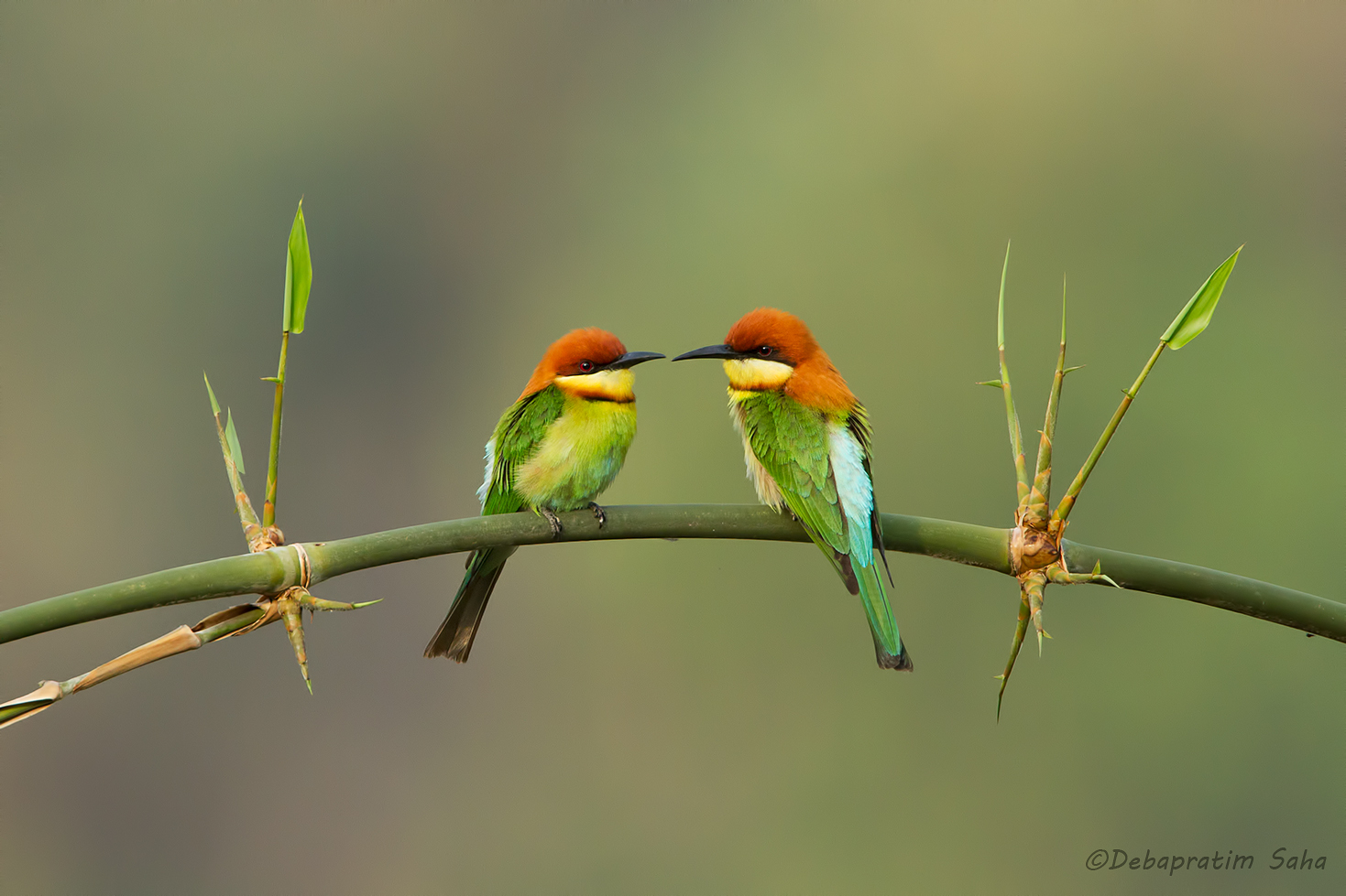 Chestnut-headed bee-eate