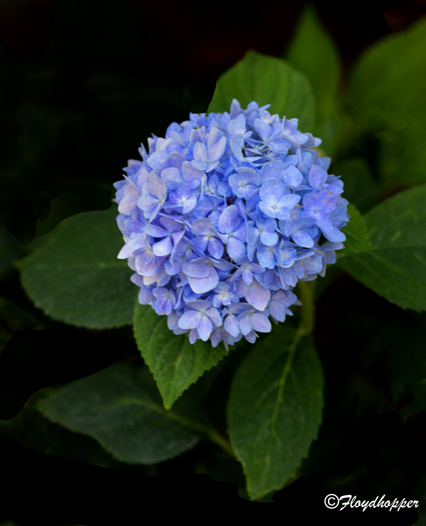 Blue Hydrangea