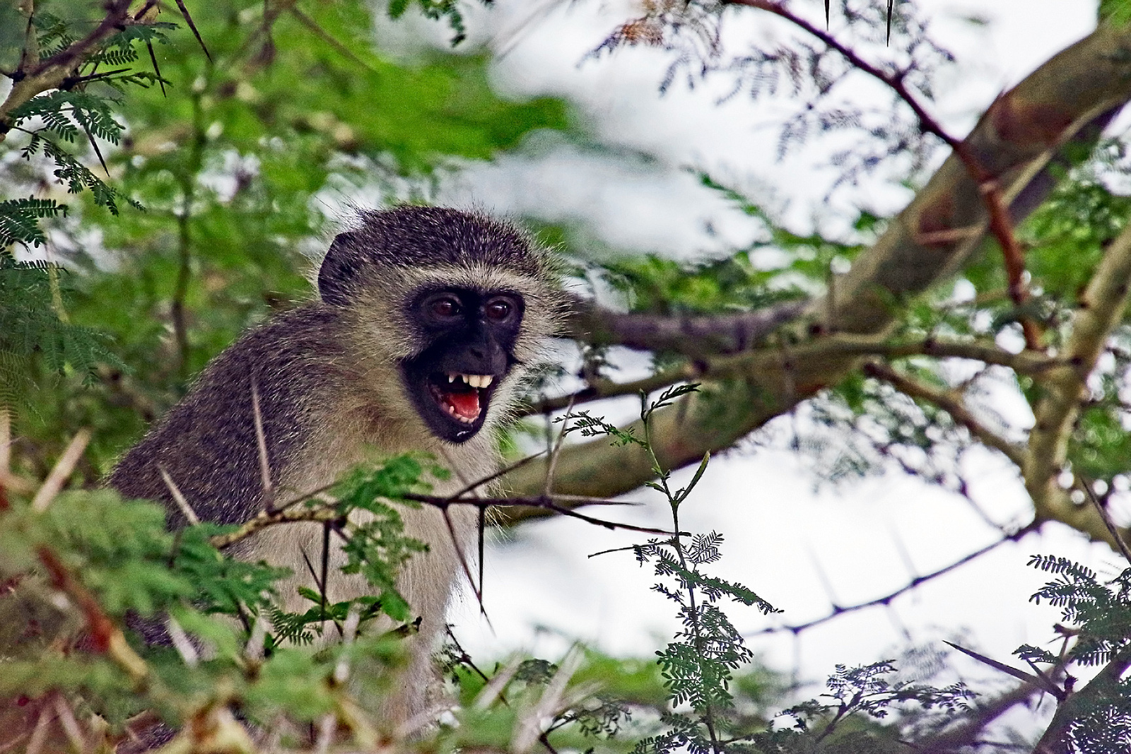 Vervet