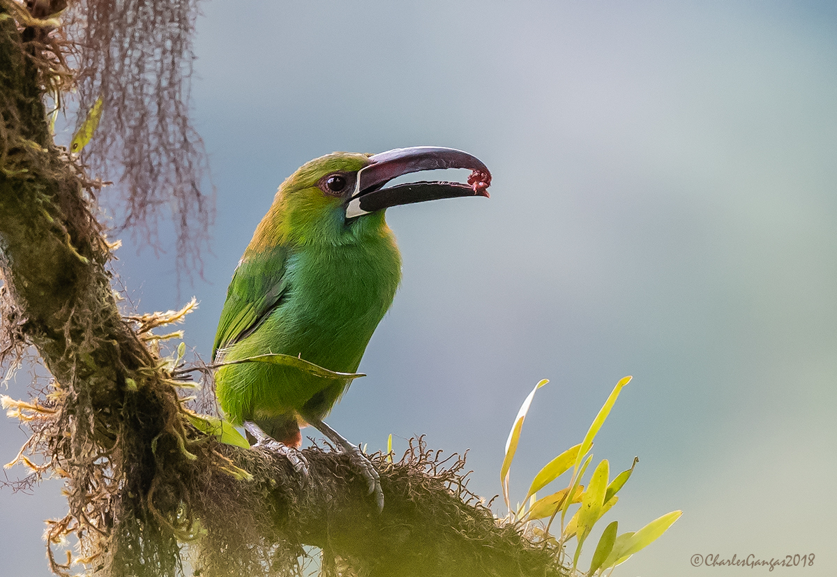 Crimson-rumped