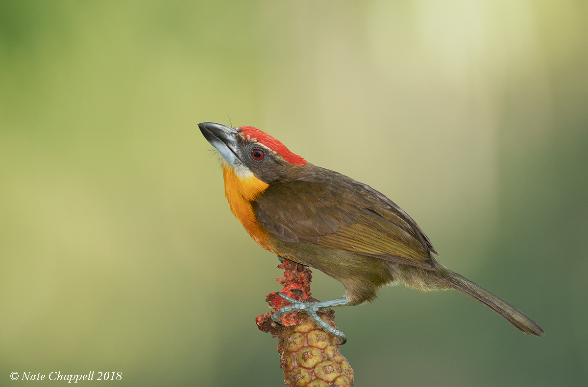 Scarlet-crowned Barbet 