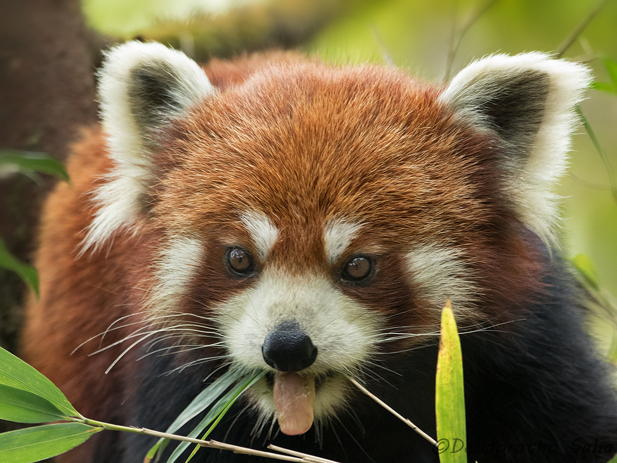 Red Panda