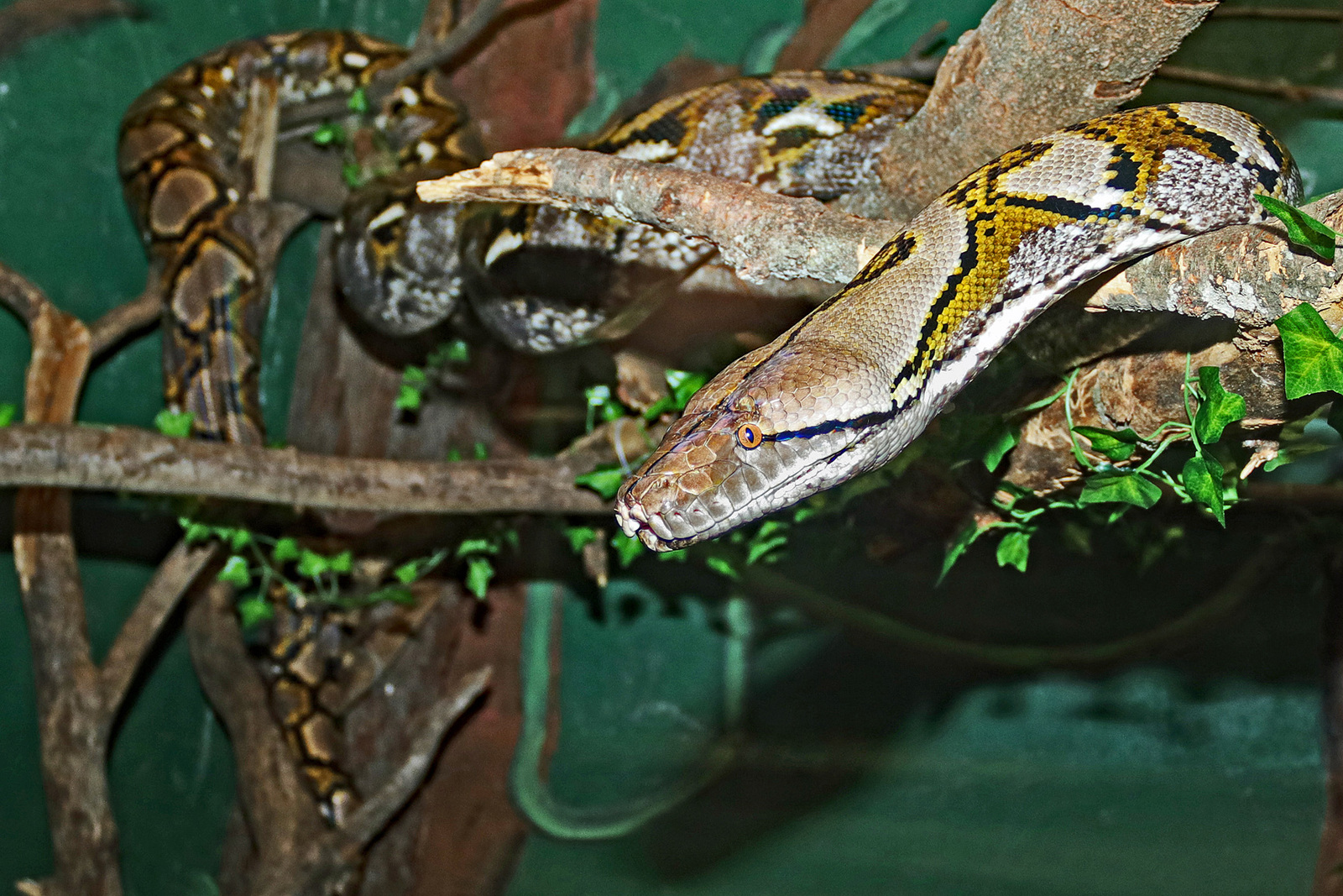 Big snake little light