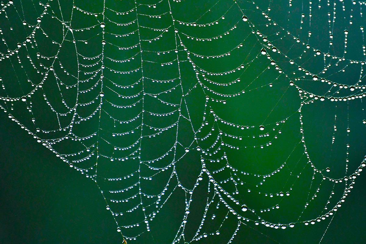 Morning time Spiderweb