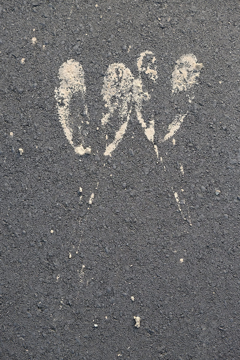 Muddy Moose Prints 