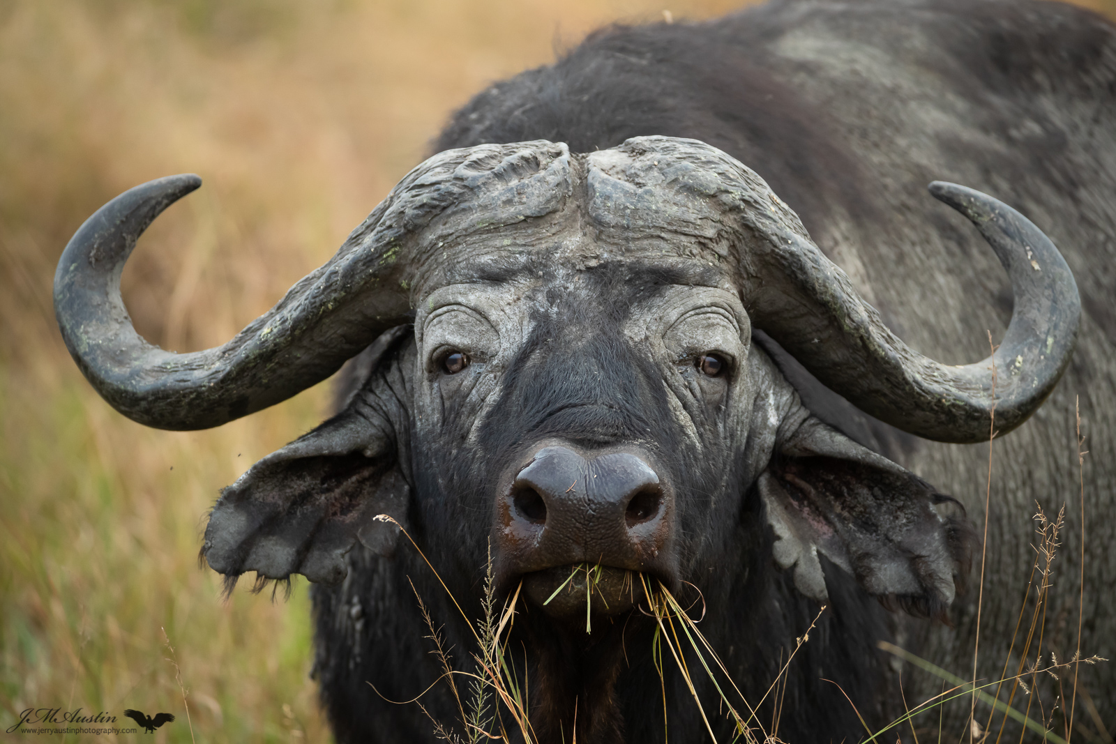 Cape Buffalo Look