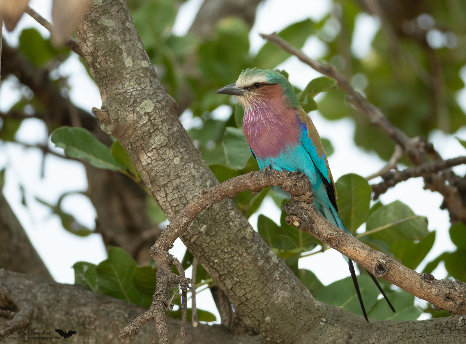 Lilac-Breasted Roller
