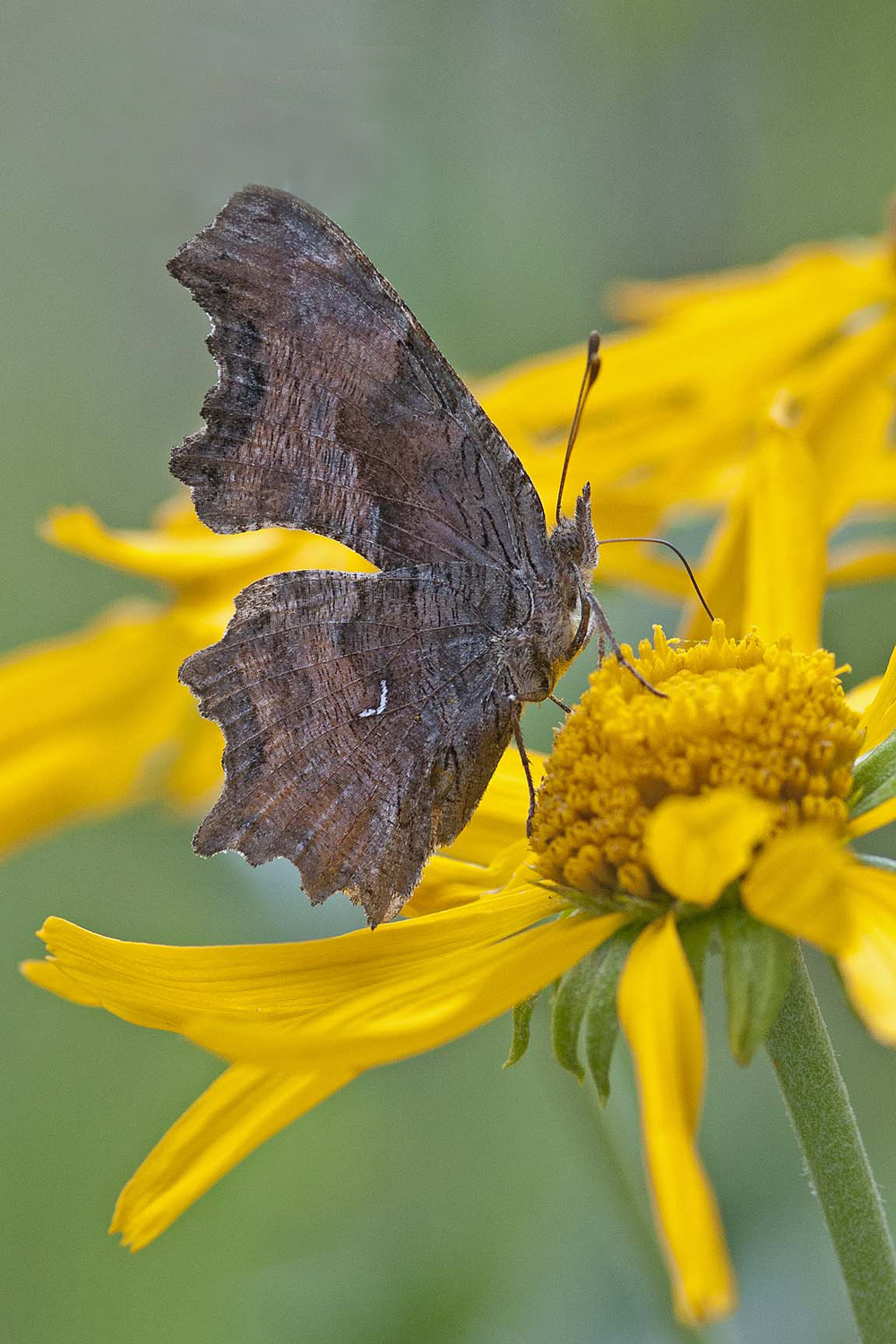 Anglewing