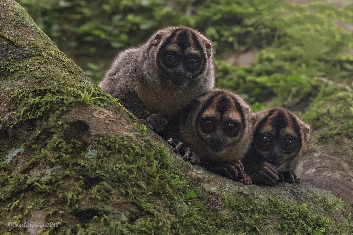Night Monkeys