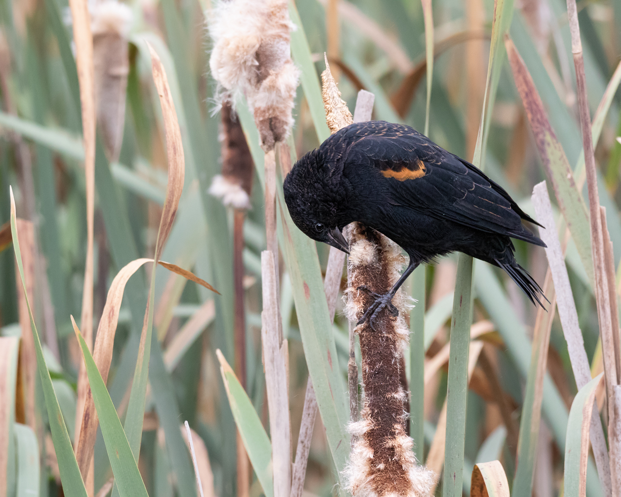 Red-Winged Blackbird