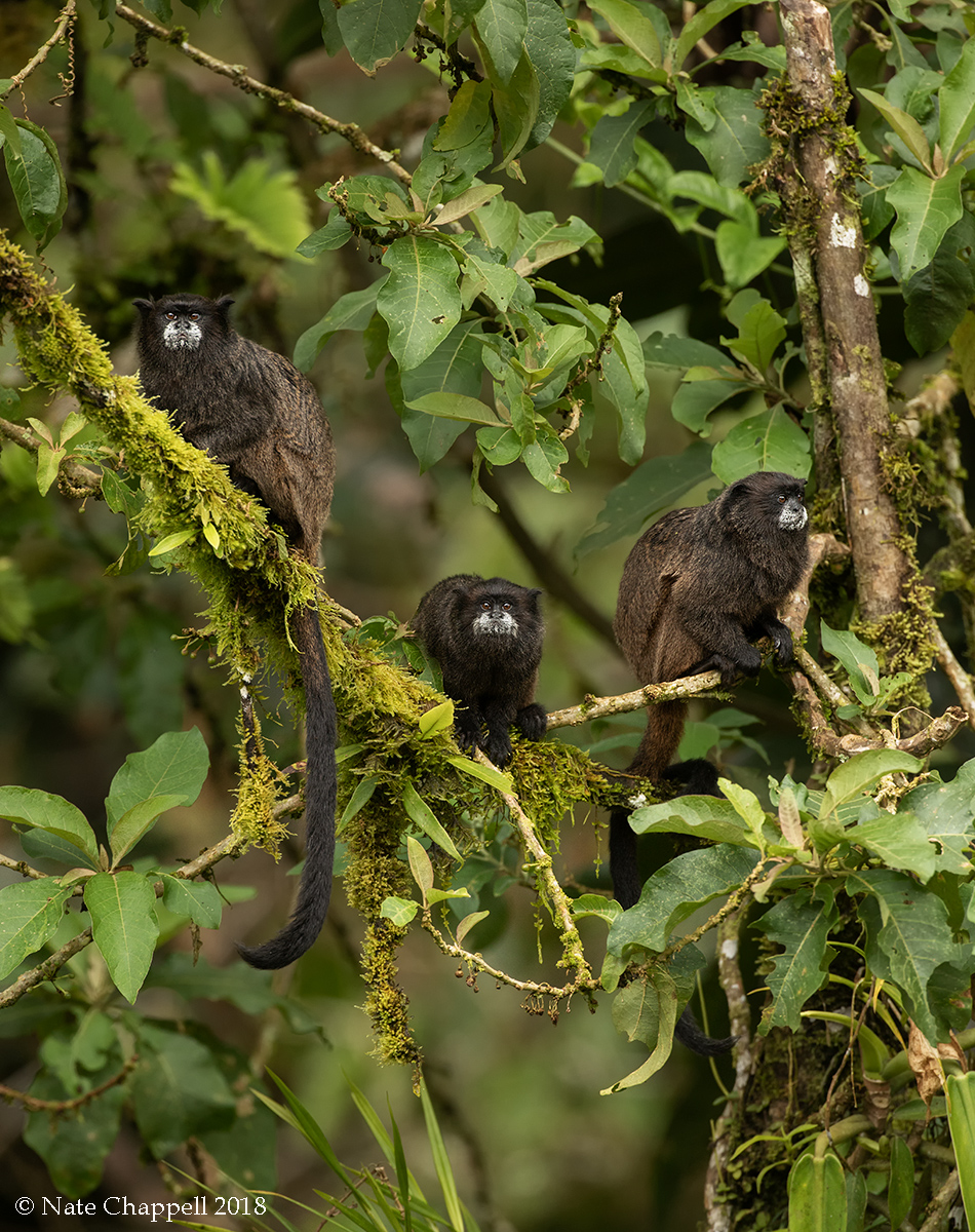 Black-mantled Tamarins 