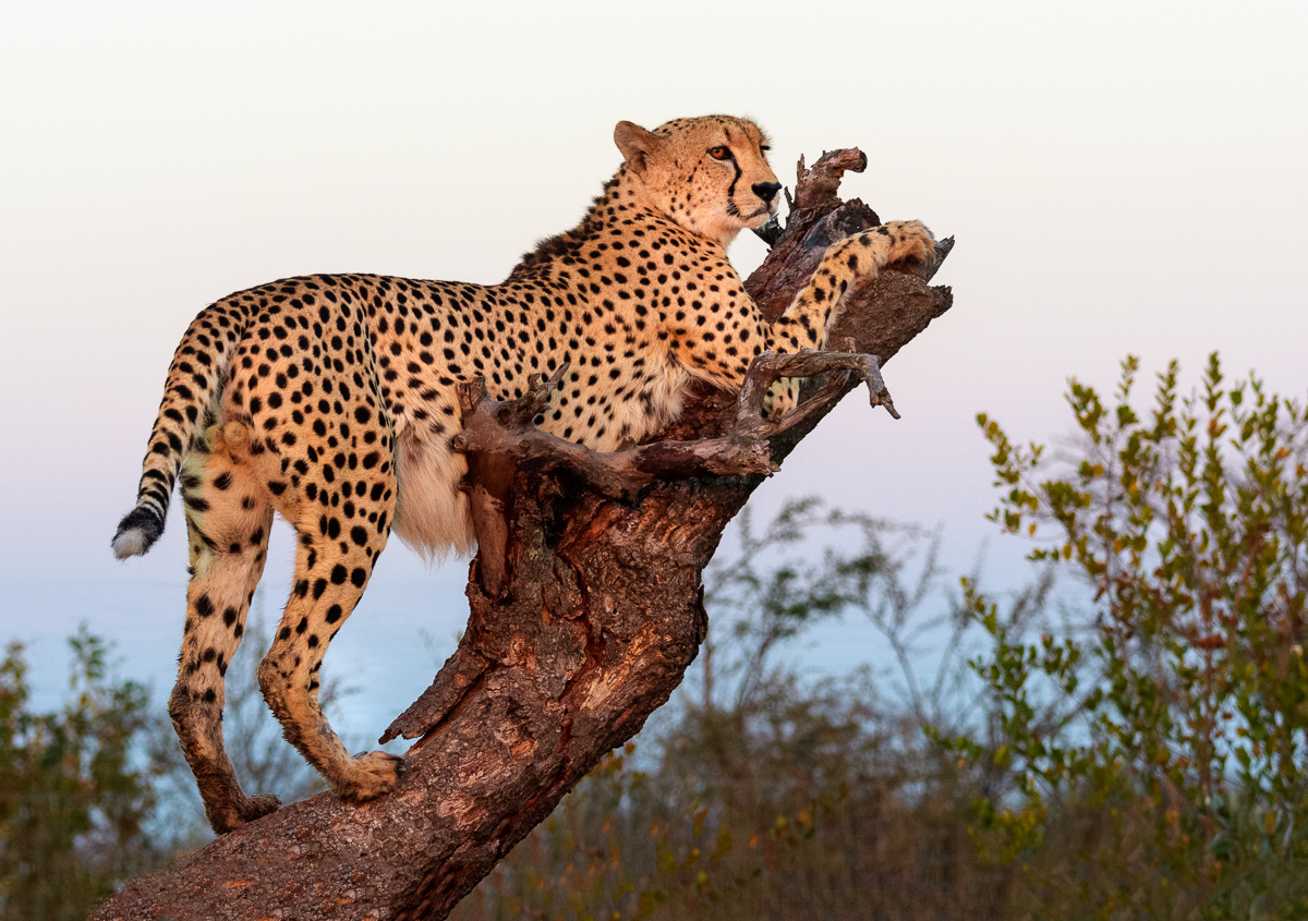 Early Morning Cheetah