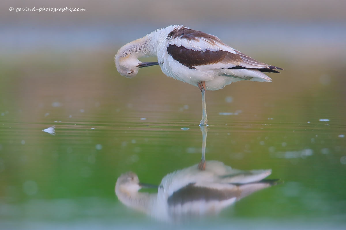 Preening avocet