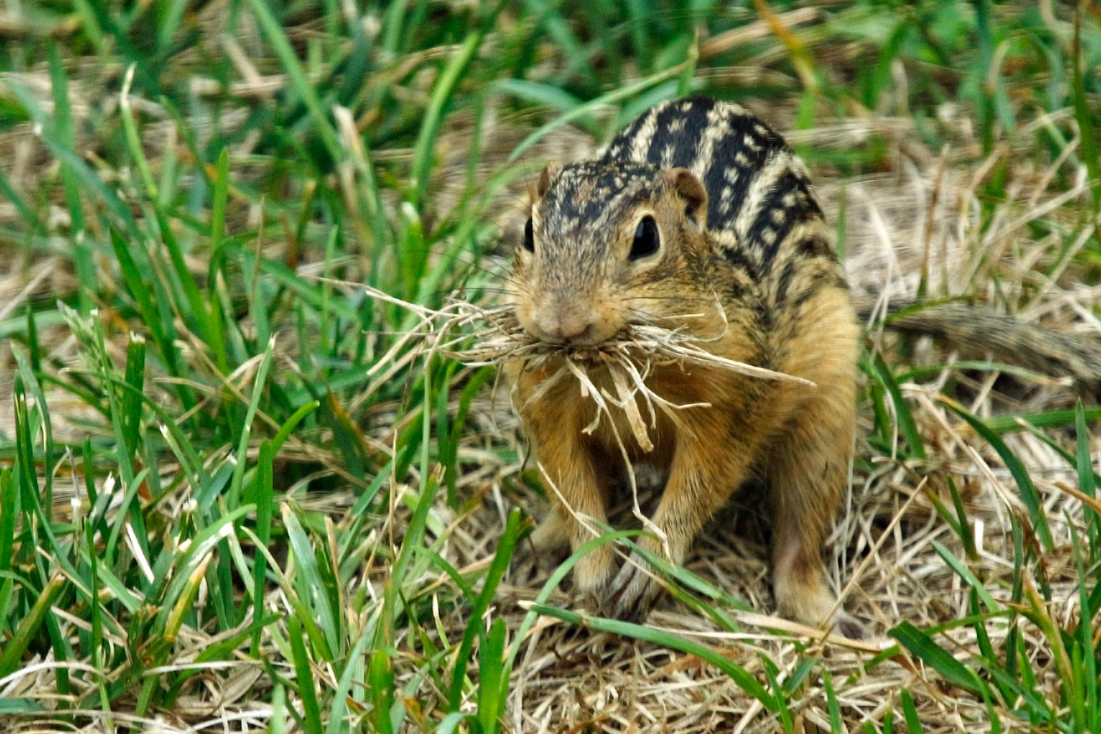13 lined ground squirrel
