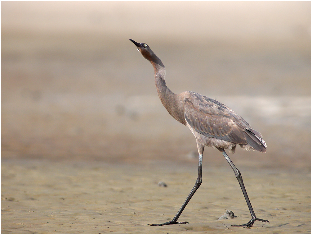 Juvenile Reddish Egret