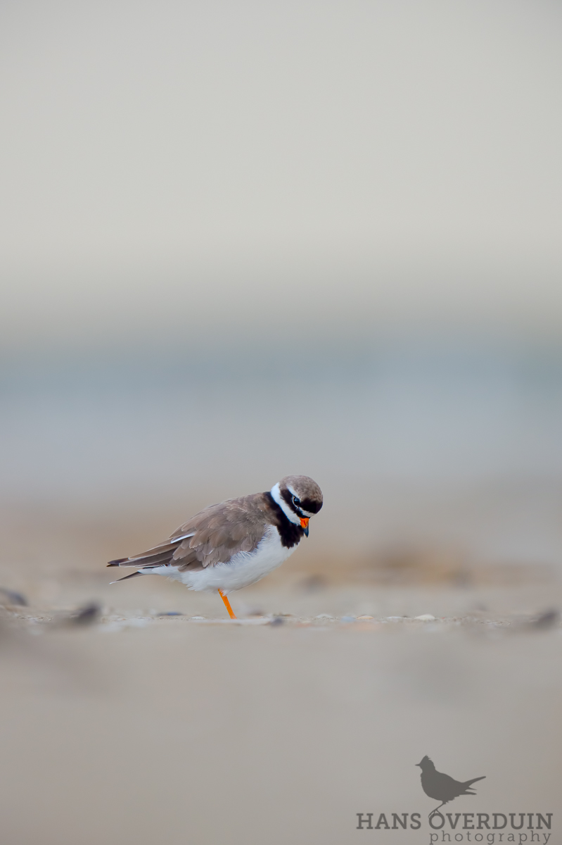Common Ringed Plover