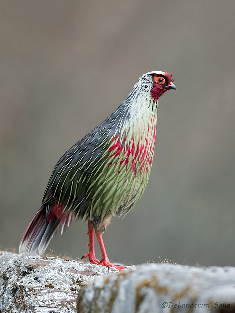 Blood pheasant