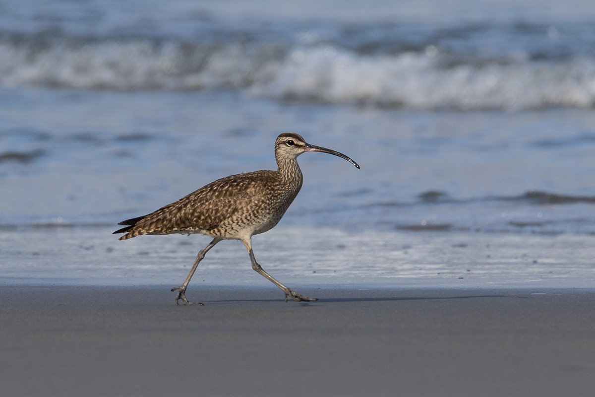 Walking the beach 2