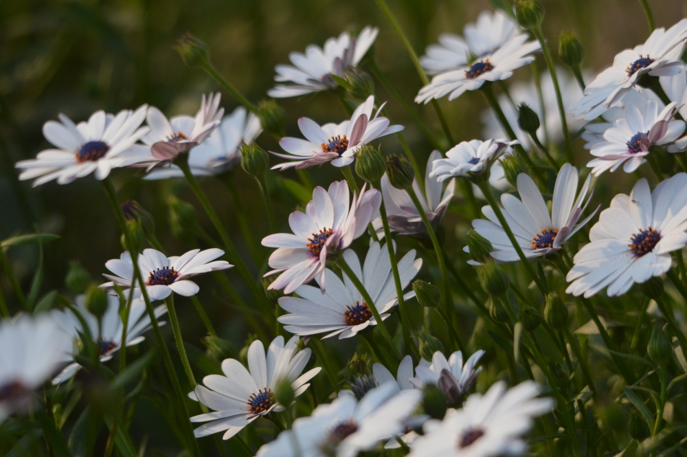 Daisies...
