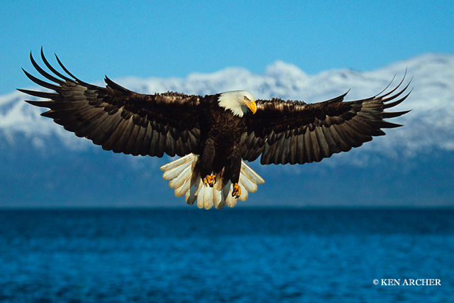 Bald Eagle