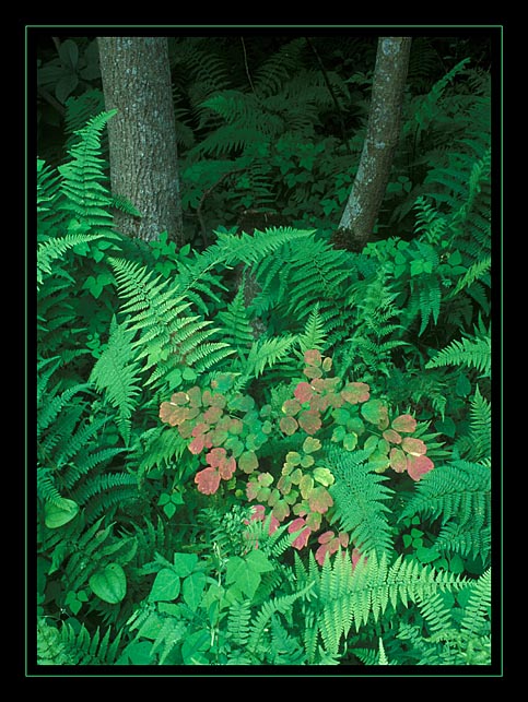  Fern Dance WC # 170