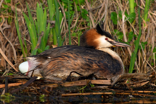 Egg laying Great Crested Grebe (don't eat while watching this)