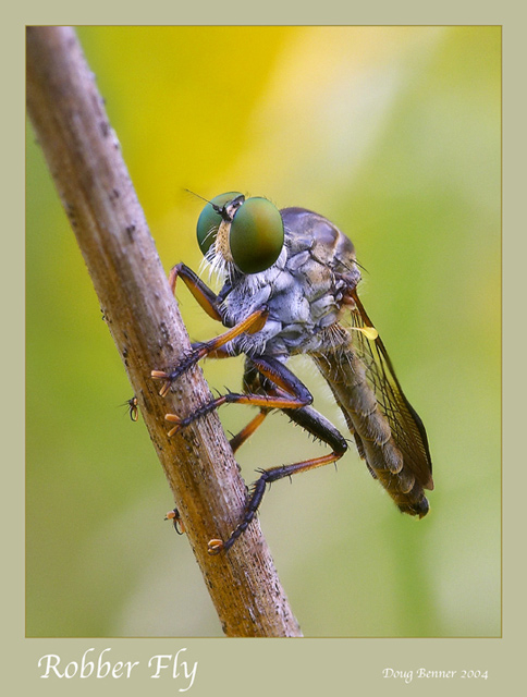 Robber Fly