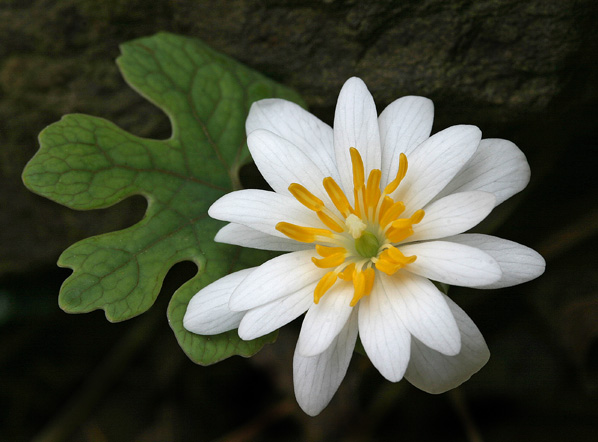 bloodroot
