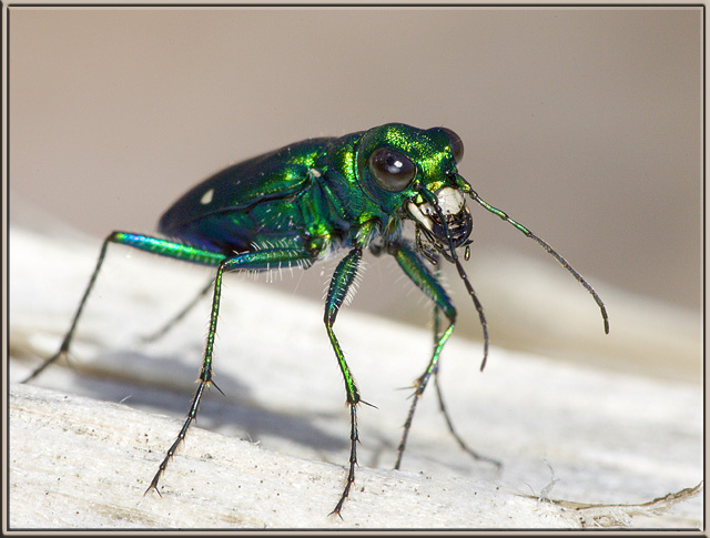 Six-Spotted Tiger Beetle