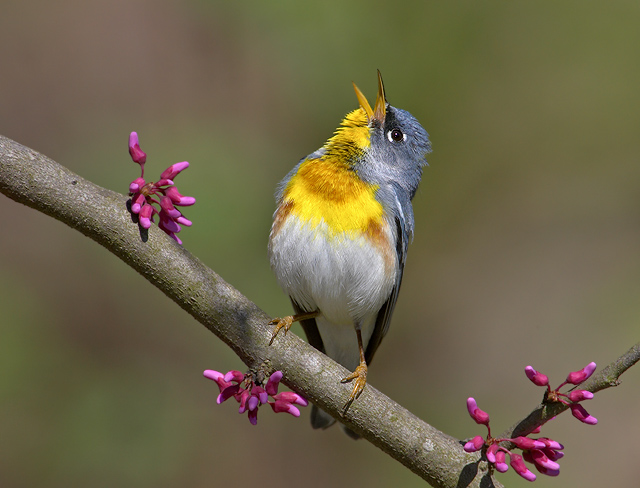 Northern Parula