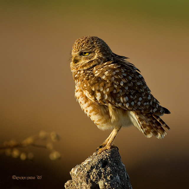 Burrowing Owl