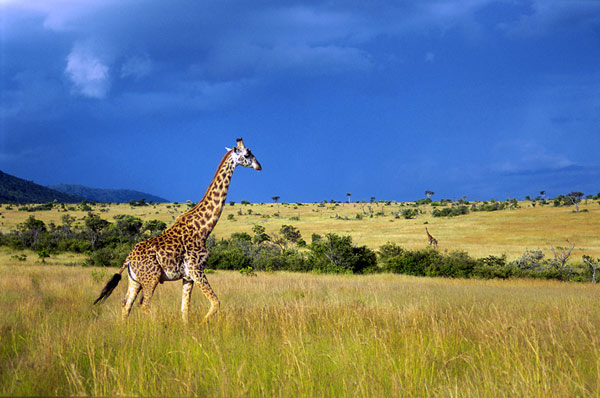 Giraffe walking