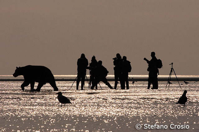 Brown Bear and Photographers
