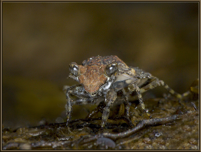 Toad Bug