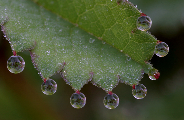 Water Drops