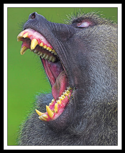 Gnashers