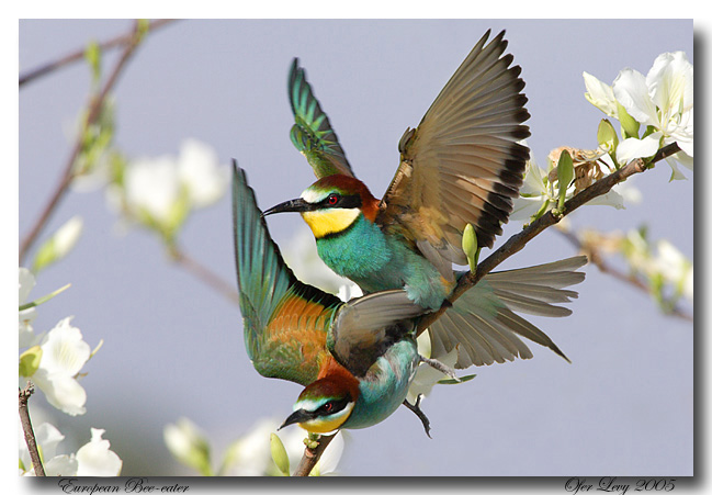 European Bee-eater - mating