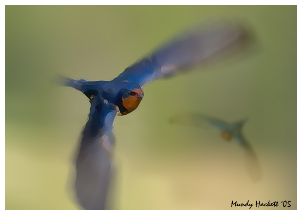 Swallow art