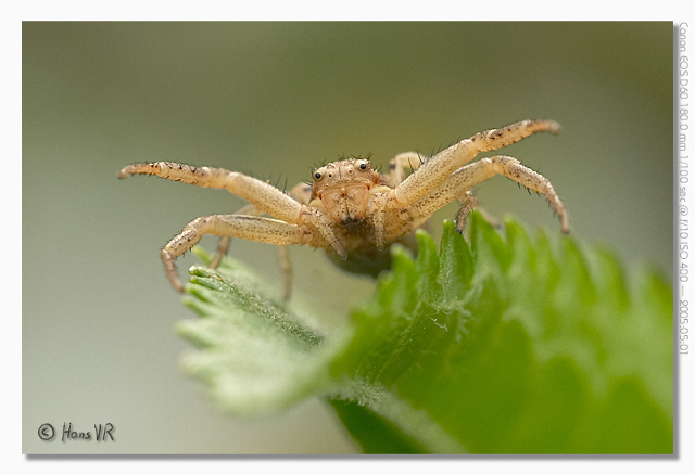 Spider