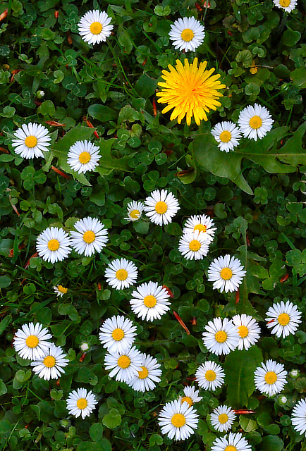 Lawn universe