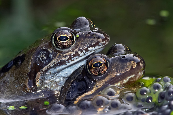 Common Frogs in Amplexus