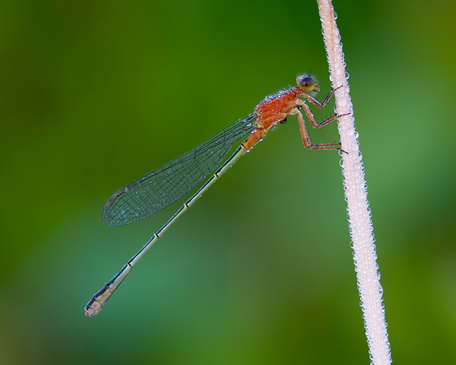 Damsel