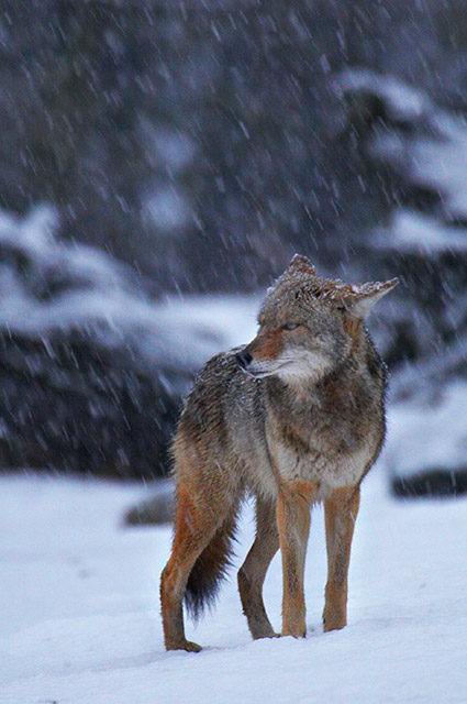 Grumpy Coyote